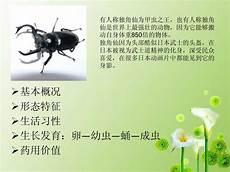 甲虫独角仙多少钱一只